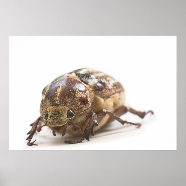 Affiches Femme de Polyphylla fullo beetle (Devant)