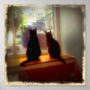 Affiches Fenêtre regardant Kitties