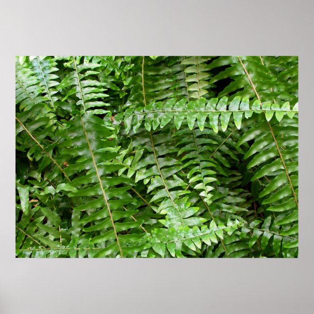 Affiches Fermer Fronds I Green Nature (Devant)