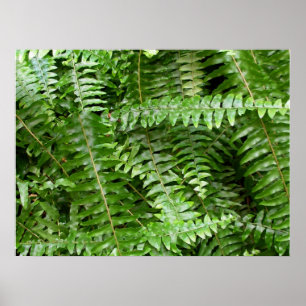 Affiches Fermer Fronds I Green Nature