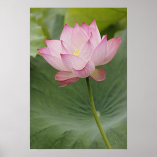 Affiches Fermeture de la fleur de Lotus, Nelumbo nucifera),