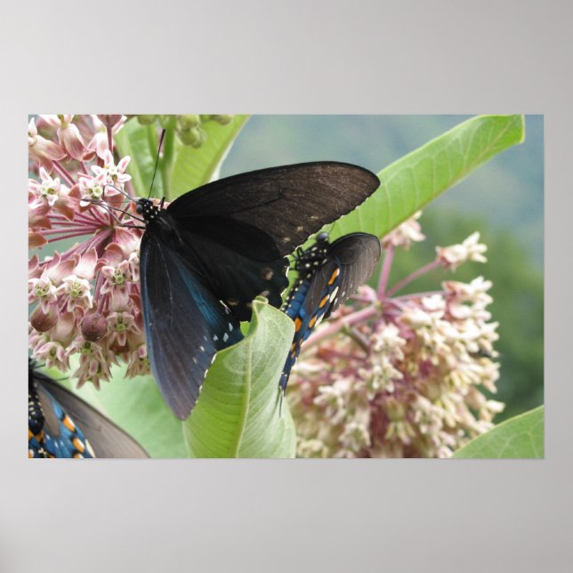 Affiches Fermez Beauté sur la promenade Blue Ridge. (Devant)