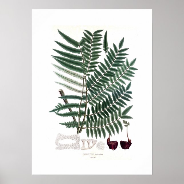 Affiches Fern (Devant)