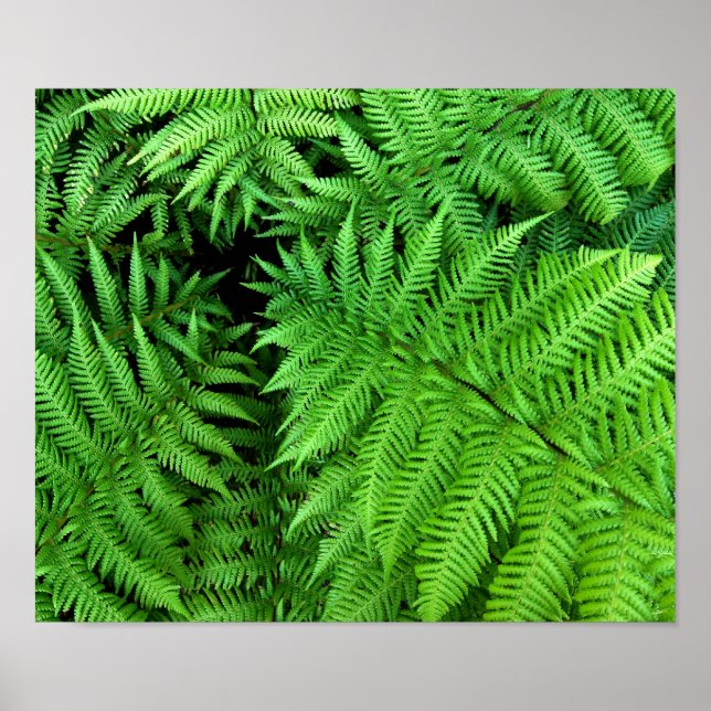 Affiches Fern (Devant)