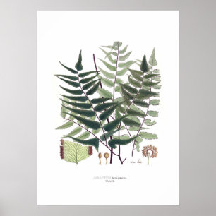 Affiches Fern