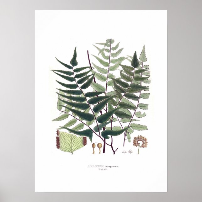 Affiches Fern (Devant)