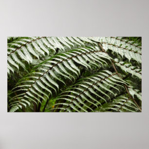 Affiches Fern Fronds II Dark Green Nature