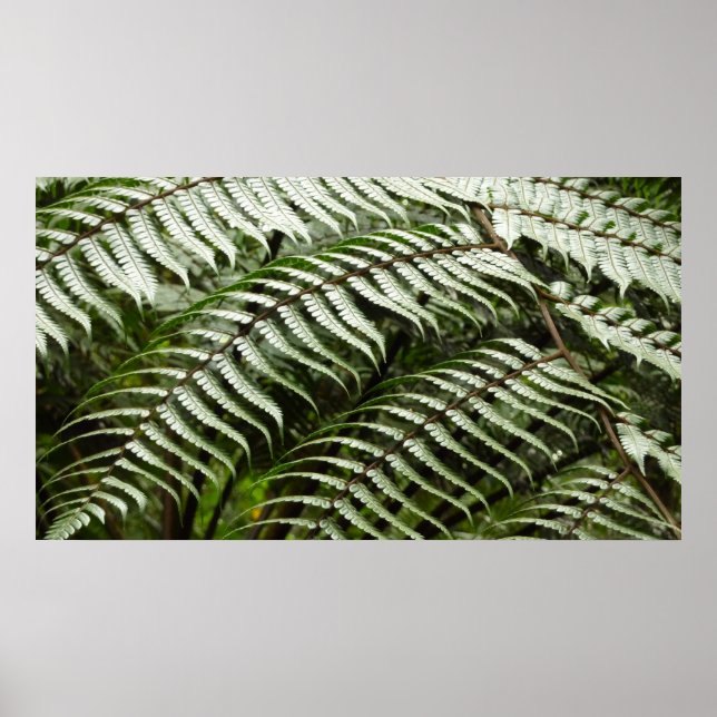 Affiches Fern Fronds II Dark Green Nature (Devant)