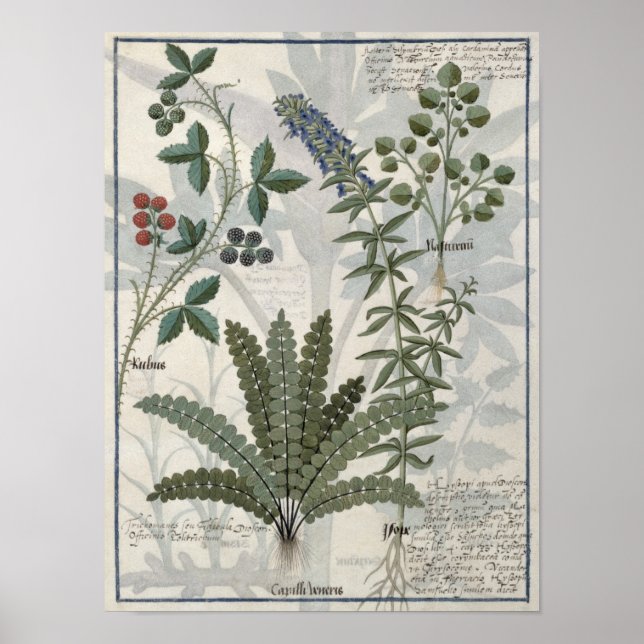 Affiches Ferns, Brambles et Fleurs (Devant)