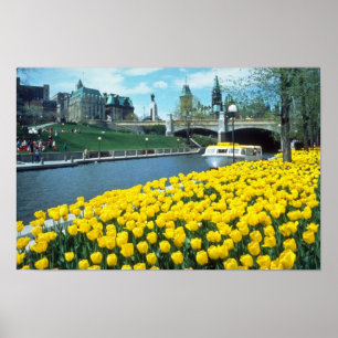Affiches festival canadien jaune de tulipe, canal de