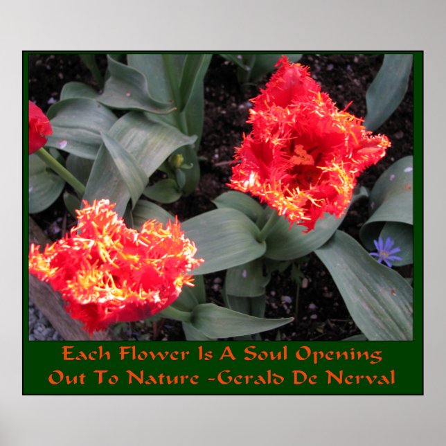 Affiches Festival des tulipes de Skagit Valley (Devant)