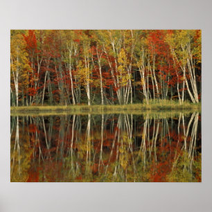 Affiches Feuillage d'automne et reflets de bouleau; Hiawath