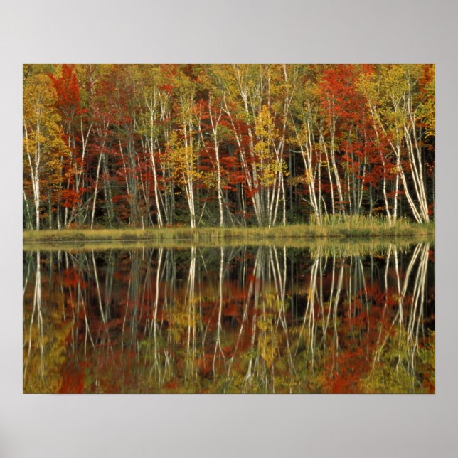 Affiches Feuillage d'automne et reflets de bouleau; Hiawath (Devant)