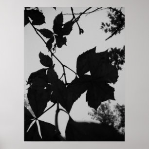 Affiches Feuille
