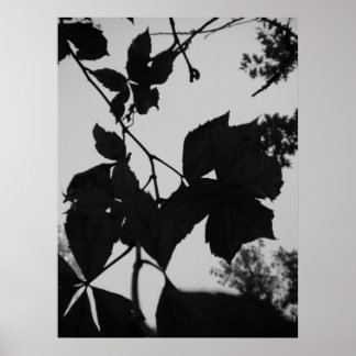 Affiches Feuille
