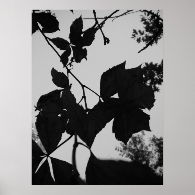 Affiches Feuille (Devant)