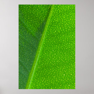 Affiches Feuille