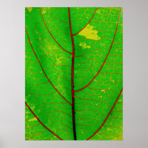 Affiches feuille