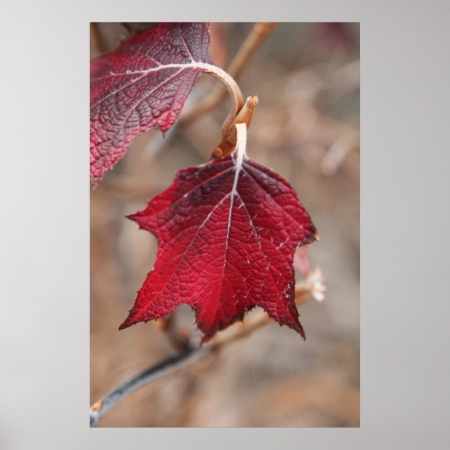 Affiches Feuille (Devant)