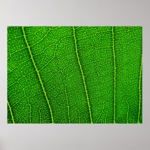 Affiches Feuille