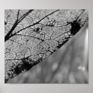 Affiches Feuille d'automne 2 - B&W