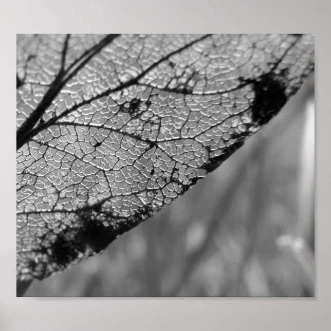 Affiches Feuille d'automne 2 - B&W (Devant)