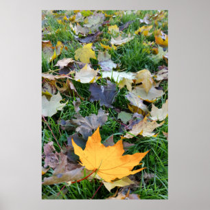 Affiches feuille de couleur ambre