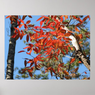 Affiches Feuille de Sourwood en automne