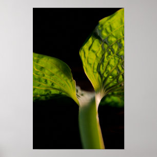 Affiches Feuille Hosta verte en noir