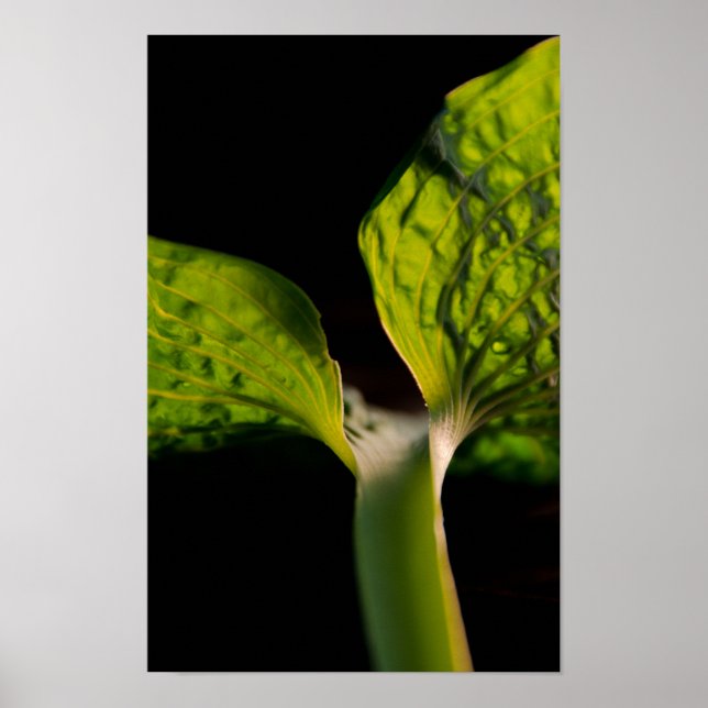 Affiches Feuille Hosta verte en noir (Devant)