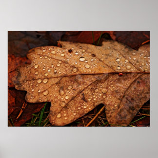 Affiches Feuille jaune d'automne