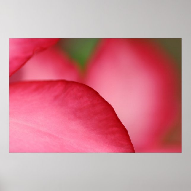 Affiches Feuille rose (Devant)