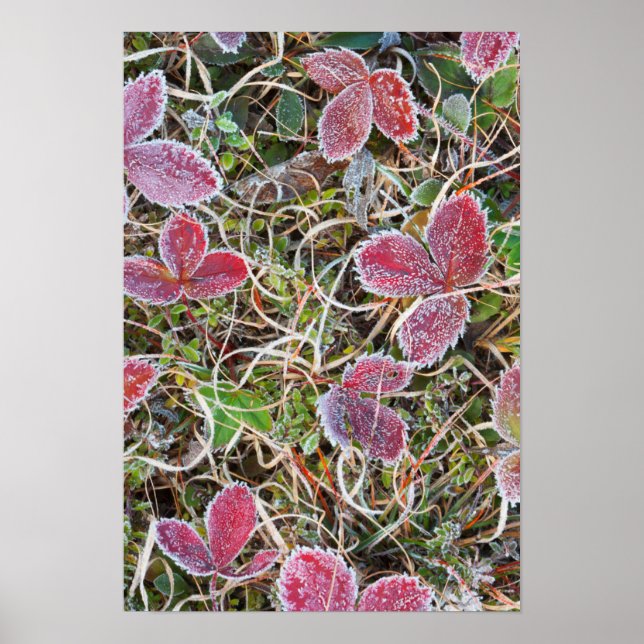 Affiches Feuilles couvertes de givre, Canada (Devant)