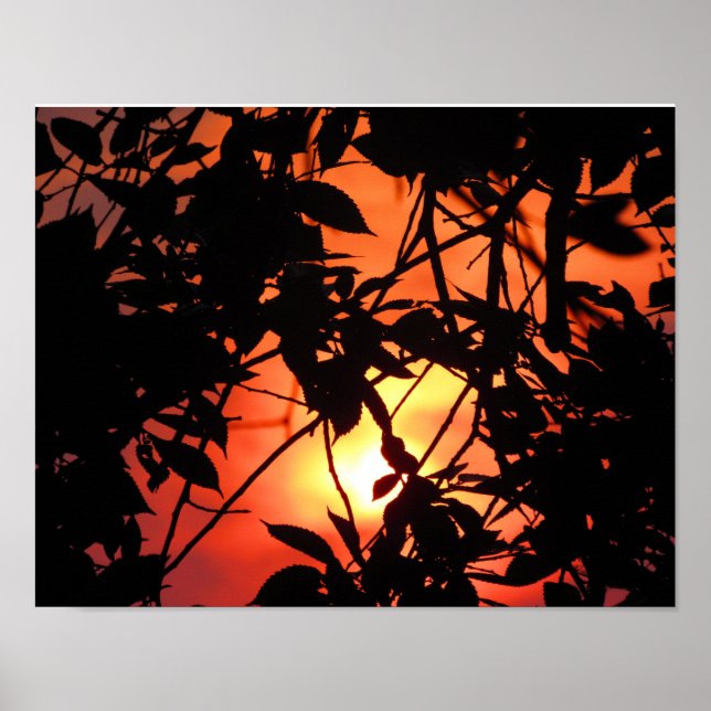 Affiches Feuilles dans le soleil (Devant)