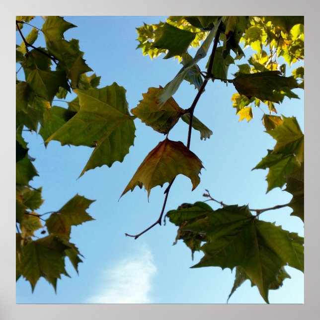 Affiches feuilles d'automne (Devant)