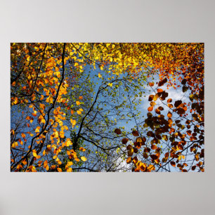 Affiches Feuilles d'automne sur un ciel bleu