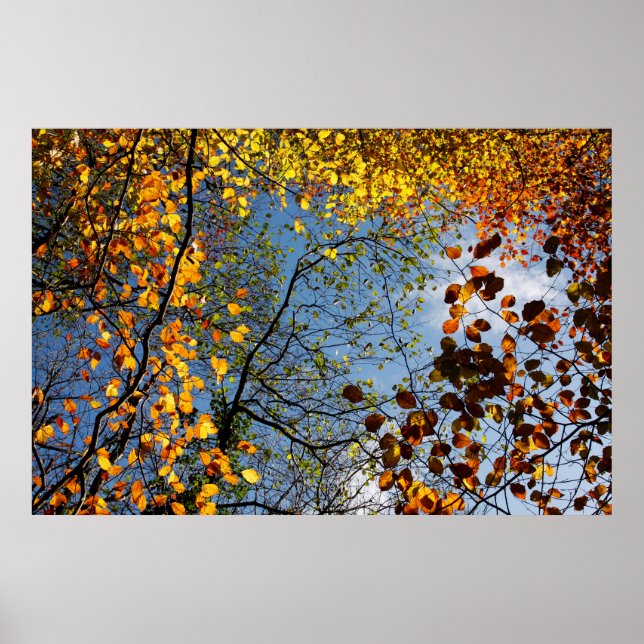 Affiches Feuilles d'automne sur un ciel bleu (Devant)