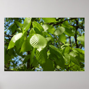 Affiches Feuilles de bouleau vertes d'arbre de printemps