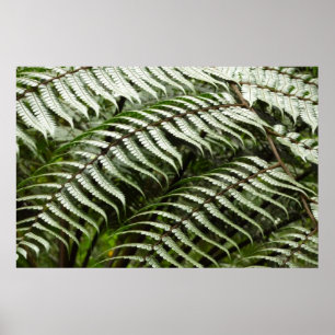 Affiches Feuilles de fougère II Vert foncé Nature