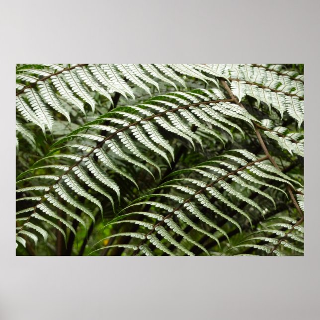 Affiches Feuilles de fougère II Vert foncé Nature (Devant)