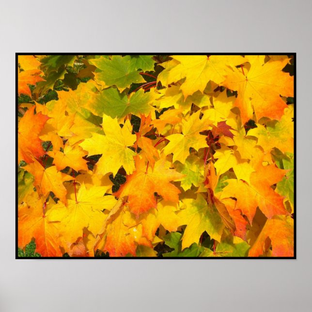 Affiches Feuilles de l'érable d'automne aux couleurs d'auto (Devant)