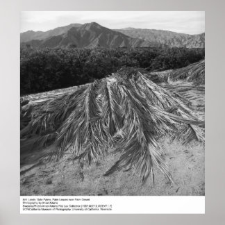 Affiches Feuilles de palmiers près du désert de Palm par An