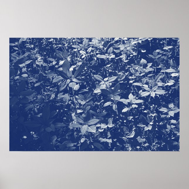 Affiches Feuilles éclairés - Effet Cyanotype (Devant)