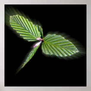 Affiches Feuilles en forme de libellule