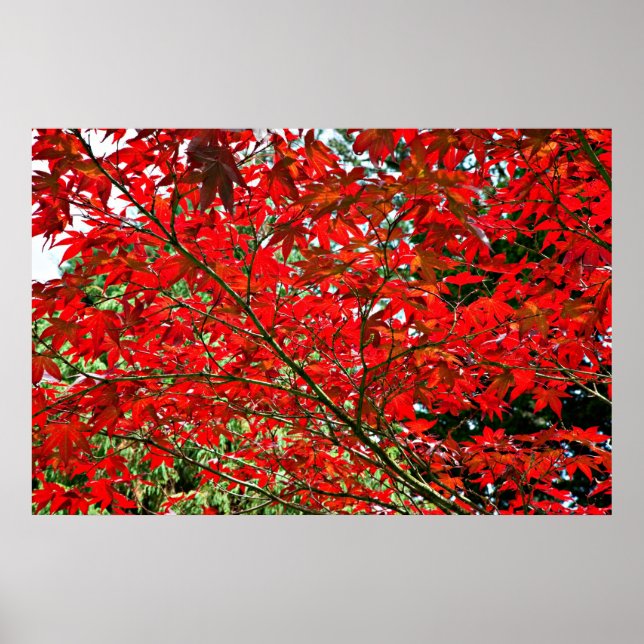 Affiches Feuilles rouges (Devant)