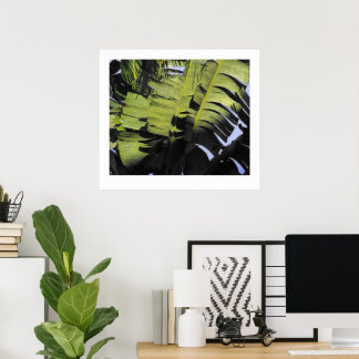 Affiches Feuilles tropicaux