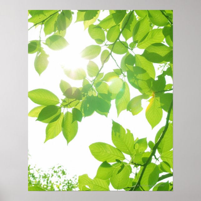 Affiches Feuilles verts au soleil, gros plan (Devant)