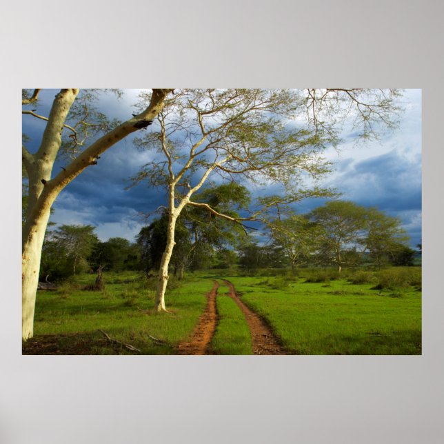 Affiches Fever Tree (Acacia Xanthophloea) sur Dirt Track (Devant)