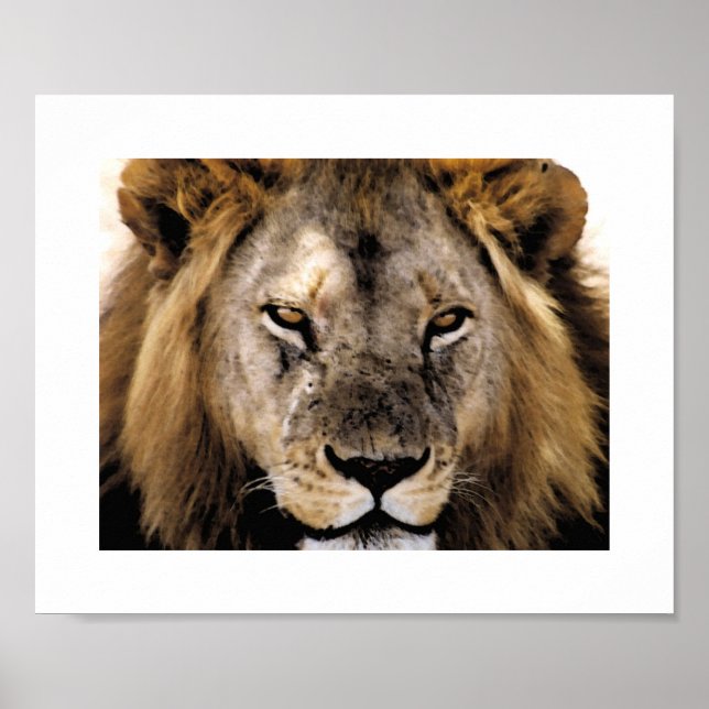 Affiches Fier Simba - Serengeti (Devant)
