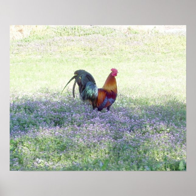 Affiches Fierté à plumes (Devant)